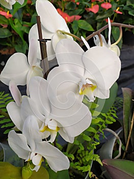 A close up of a group of white orchids in a garden. Plano detalle de un grupo de flores de orquÃÂ­deas blancas en el jardÃÂ­n. photo