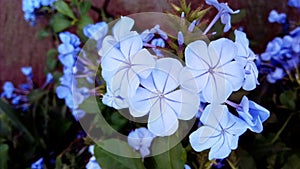 Close up the group of white plumbago