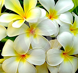 Close up group of white plumeria background
