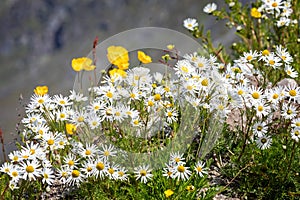 Close up of group of white and yellow wild daisies on lake shore in Qaqortoq, Greenland