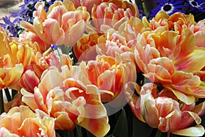 Close Up of a Group of Yellow and Orange Foxy Foxtrot Tulip Flowers