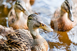 Close-up of a group of young brown ducks, ducklings swimming together in lake near the coast. Water birds species in the waterfowl
