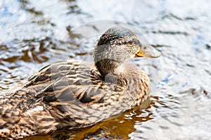 Close-up of a group of young brown ducks, ducklings swimming together in lake near the coast. Water birds species in the waterfowl