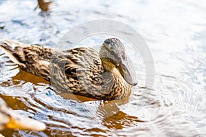 Close-up of a group of young brown ducks, ducklings swimming together in lake near the coast. Water birds species in the waterfowl