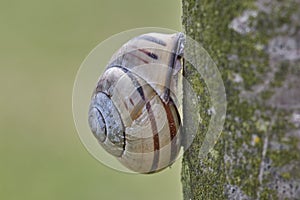 Close-up of a grove cepaea snail hiding on a tree trunk, latin name Cepaea nemoralis