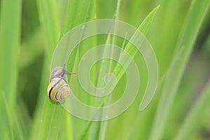 Close up of grove snail, brown-lipped snail Cepaea nemoralis b