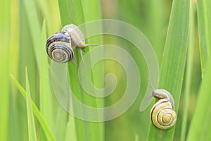 Close up of grove snail, brown-lipped snail Cepaea nemoralis b