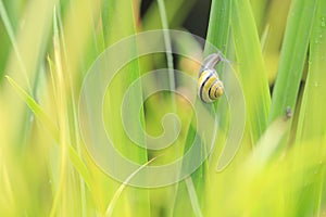 Close up of grove snail, brown-lipped snail Cepaea nemoralis b