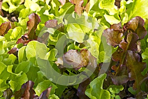 Close up of growing baby salad leaves