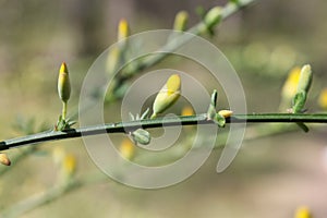 Close-up of growing buds on the branch photo