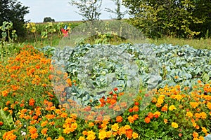Growing Cabbage in the Garden