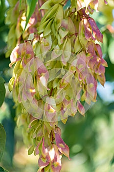 Close-up growing chinese ash-tree ailanthus altissima bunch seeds.