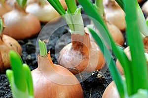 close-up of growing green onion plantation