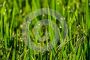 Close-up of growing green rice field with dewdrop in Ubud countryside of Bali Island, Indonesia