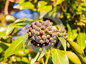 Close up of growing ivy evergreen tree buds winter closed