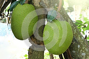 Close up of growing jackfruits in nature background.