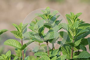 Close up of Growing Mint