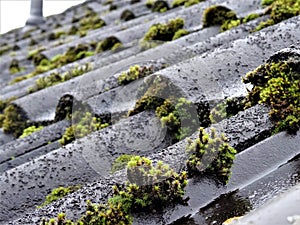 Close up of growing moss on a black wet roof