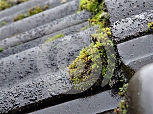 Close up of growing moss on a black wet roof