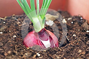 Close up of growing onion bulb in the soil