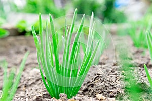 Close-up of a growing onion plantation in the garden. organic farm