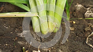 Close-up of a growing onion plantation in the garden. organic farm