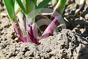 Close-up of growing onion plantation in the vegetable garden. Lush bunches of green onions growing in the garden close-up. Organic