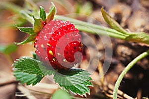 Close-up of growing red ripe wild strawberry Fragaria vesca on stem in forrest. Detail of fresh fruit with green leaves.