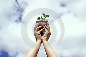 Close Up growing seedlings in Female Hands, Care of the Environment. Ecology concept. On blue sky background