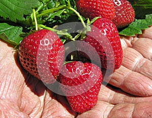 close-up of the growing strawberry plant