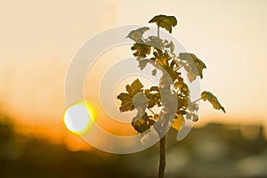 Close-up of growing tree top, gooseberry or currant bush with dark green leaves on bright sun and soft blurred sky at sunset