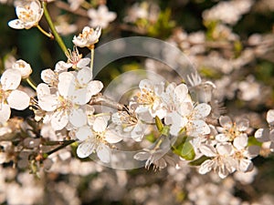 close up growing white blossom buds flowers on tree spring