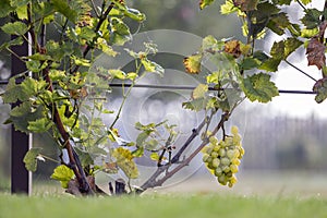 Close-up of growing young vine plants tied to metal frame with green leaves and big golden yellow ripe grape clusters on blurred