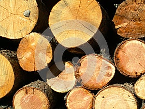 Close up of growth rings, wood pile