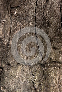 Grunge textured old tree