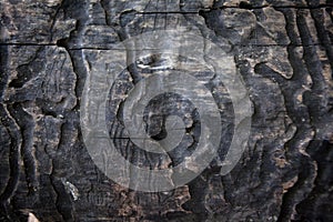 Grunge textured old tree