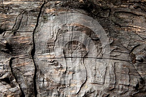 Grunge textured old tree