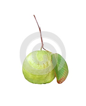 Guava tropiacl fruit or fresh psidium guajava with stem and green leaf hanging,isolated on white background