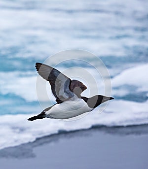 Close up of guillemot flying to the right