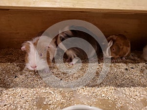 Close up of Guinea Pigs in wooden cage