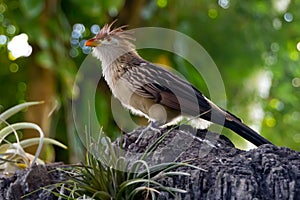 Close up of a Guira Cuckoo on a Perch at Moody Gardens