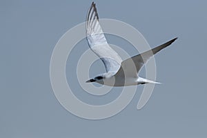Close-up of a Gull-billed Tern in flight
