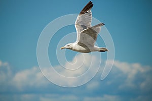 Close up of a gull in flight bevor blue sky