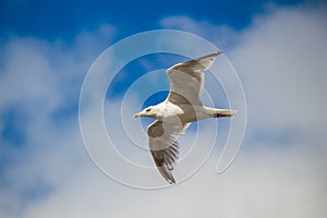 Close up of a gull in flight bevor blue sky