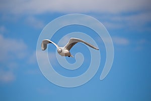 Close up of a gull in flight bevor blue sky