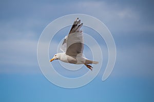 Close up of a gull in flight bevor blue sky