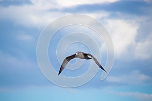 Close up of a gull in flight bevor blue sky