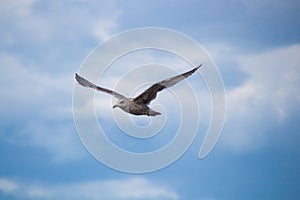 Close up of a gull in flight bevor blue sky