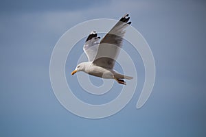 Close up of a gull in flight bevor blue sky