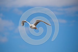 Close up of a gull in flight bevor blue sky